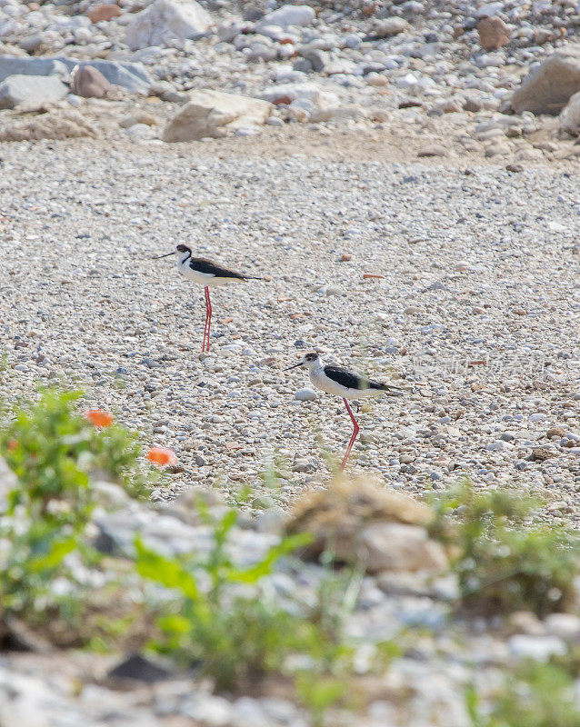 在Llobregat河，春天的黑翼高跷(Himantopus Himantopus)